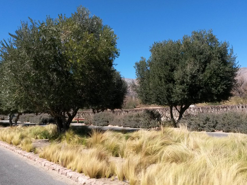 ../Images/z.Grace Cafayate (2).jpg